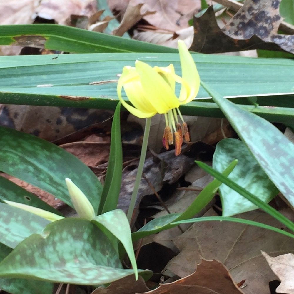 Meet your Posher, Angela